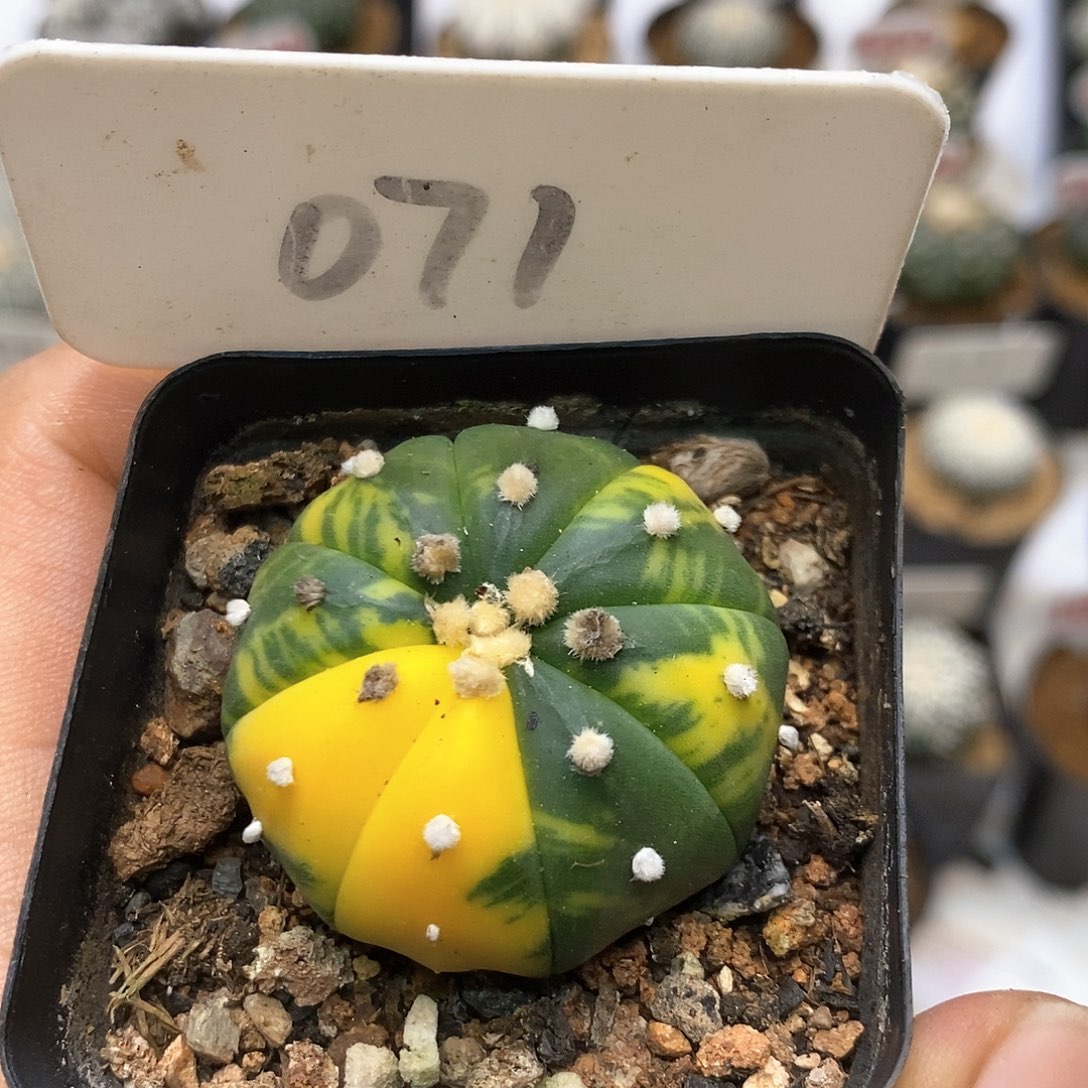 071福利特价咯福利了