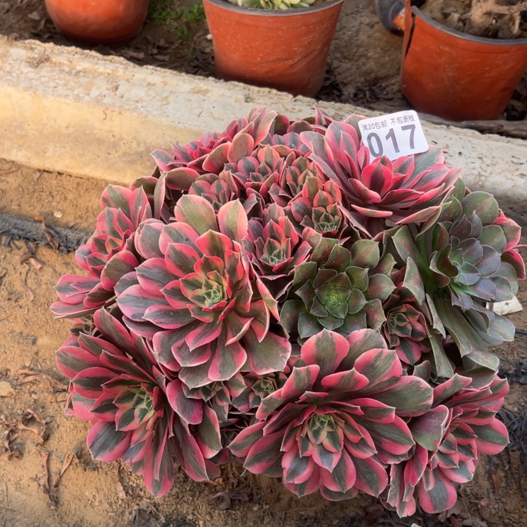 粉女妖017不包断枝