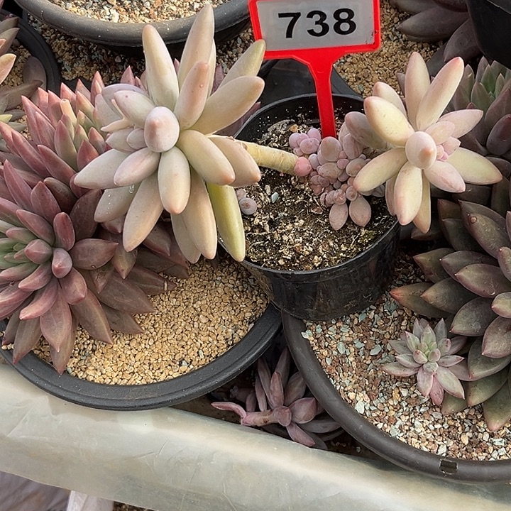 多肉植物白兰地738