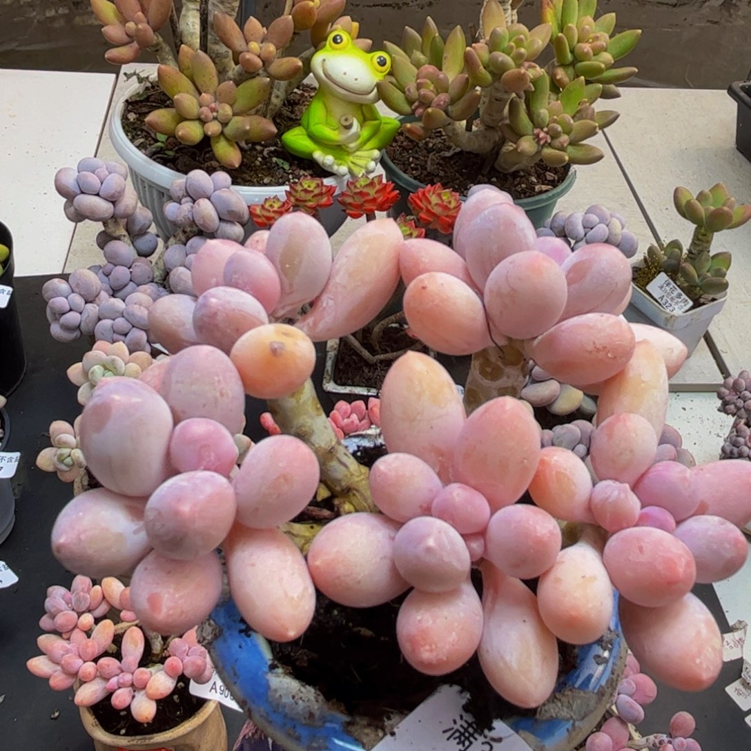 934/10cm香水手指多肉植物