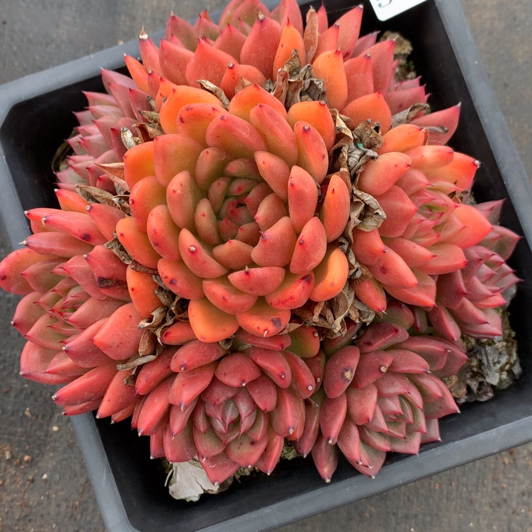 5329杂交多肉植物