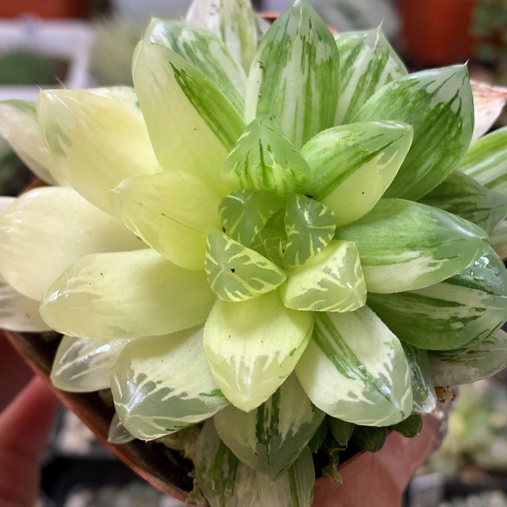 花火玉露锦带盆土发货