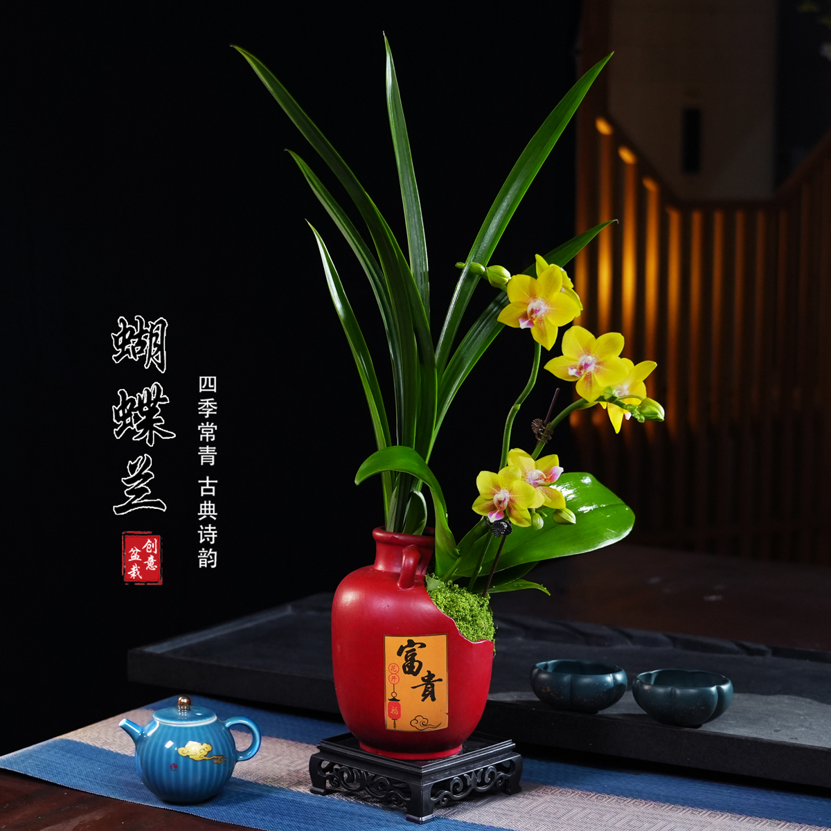 彼自豪蝴蝶兰盆栽四季常青花卉茶桌面净化空气花办公室内绿植