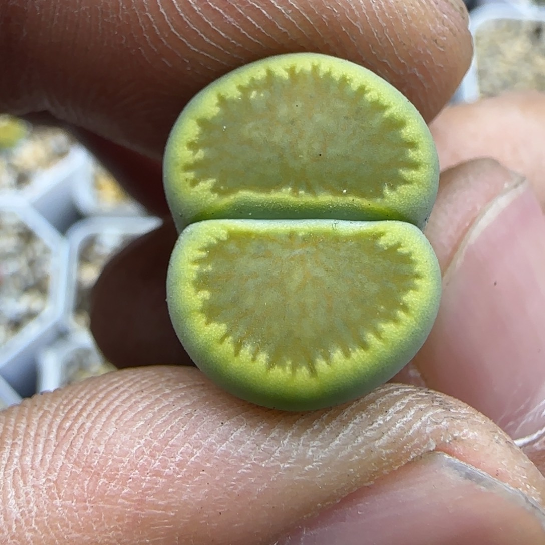 052 生石花大棚直播