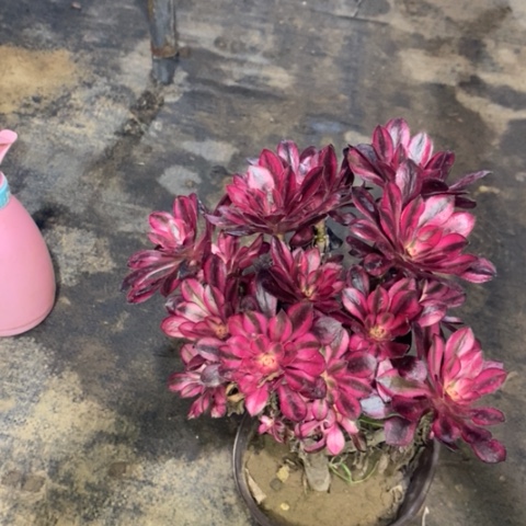 香奈儿多肉植物013