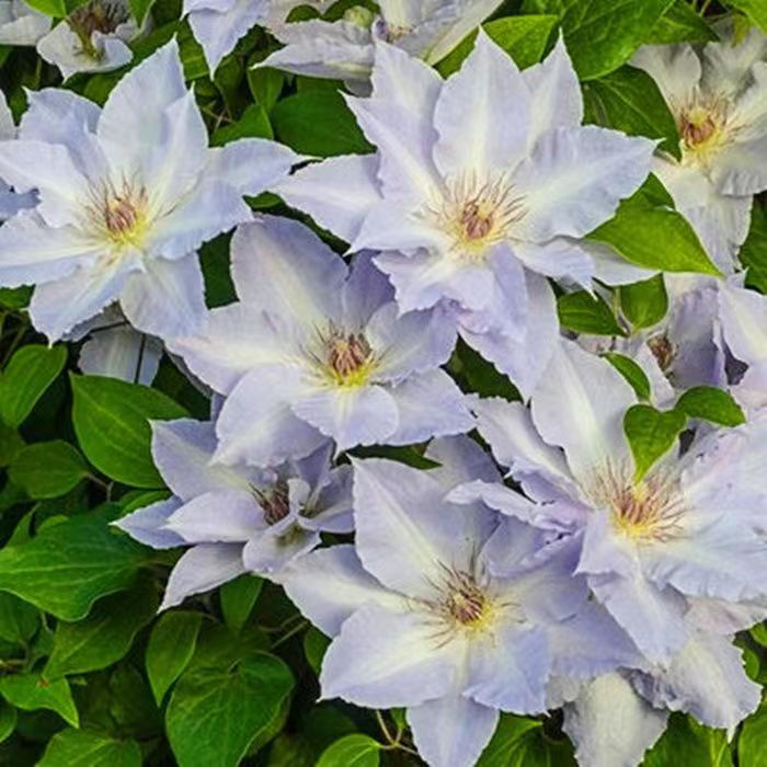 静海石大道系列矮生铁线莲