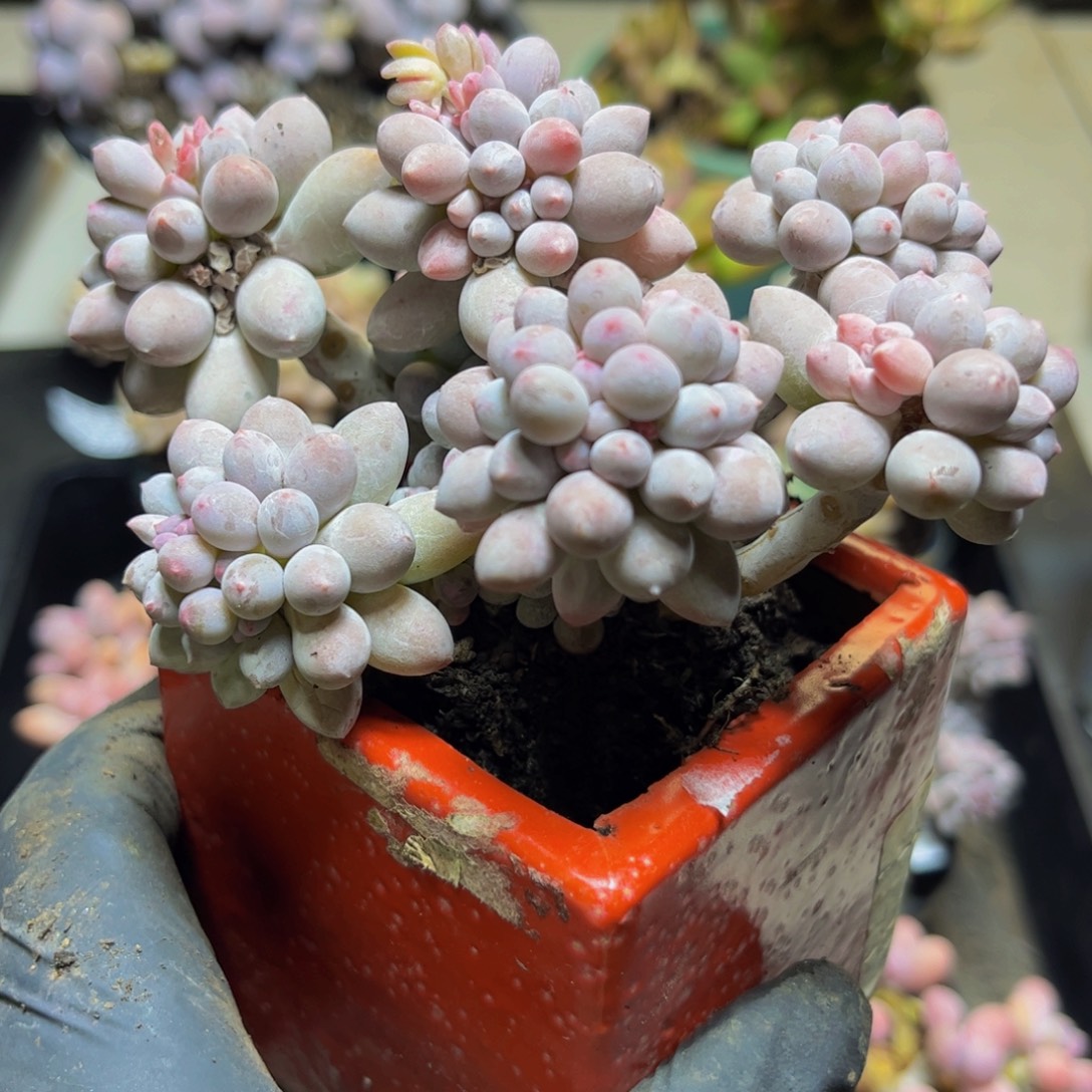 360香水手指奶12厘米