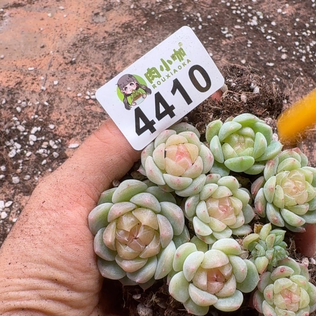 丽***空多肉植物多肉植物