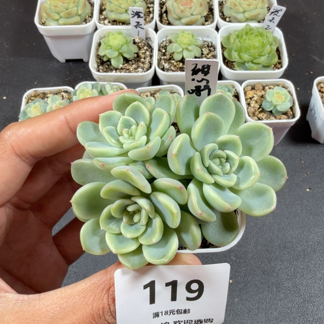 三头甜心089一物一拍119