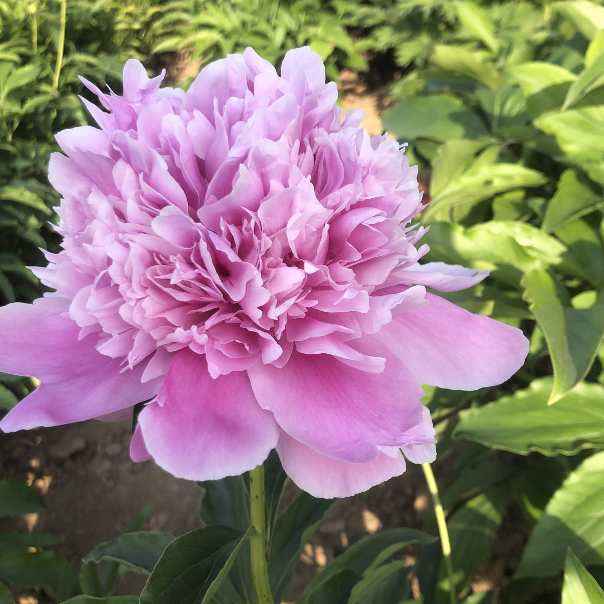 芍药品种（蓝富士2-3芽）带芽根块重瓣大花芍药苗适合阳台庭院种植