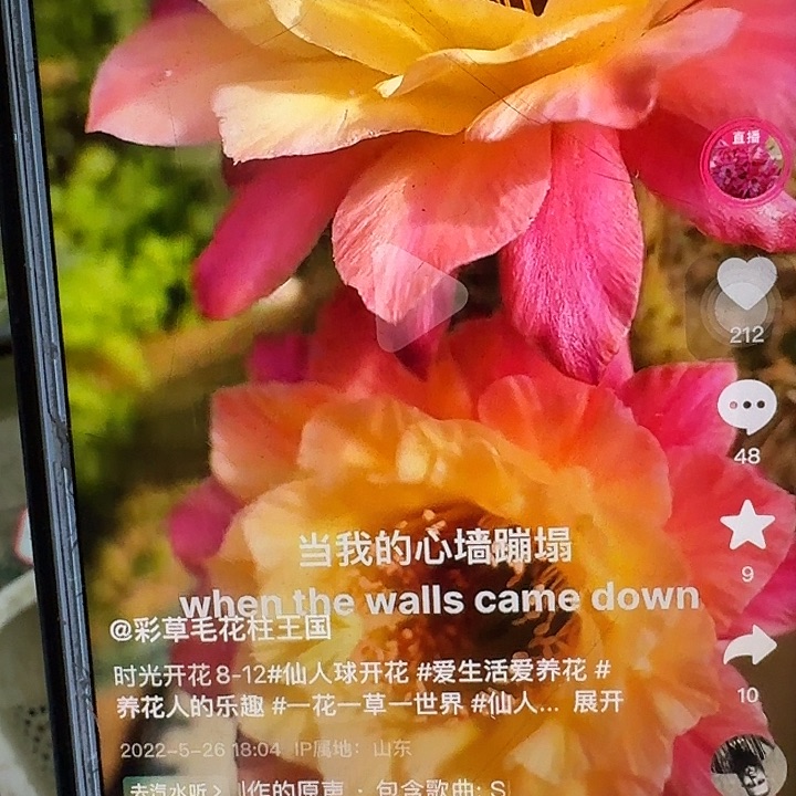 时光侧芽7公分左右金妞