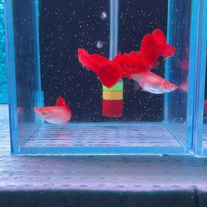 孔雀鱼大背血红5条微瑕