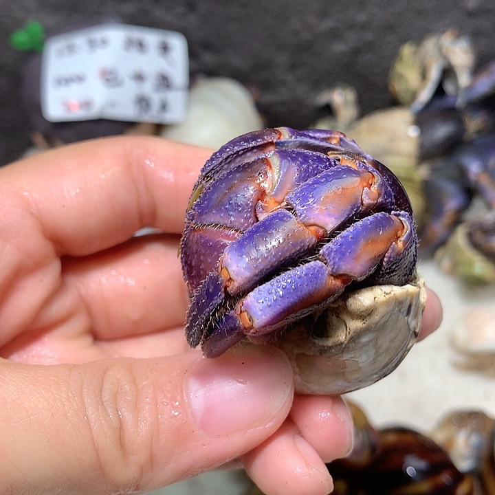 3.0口径奔跑的寄居蟹12号