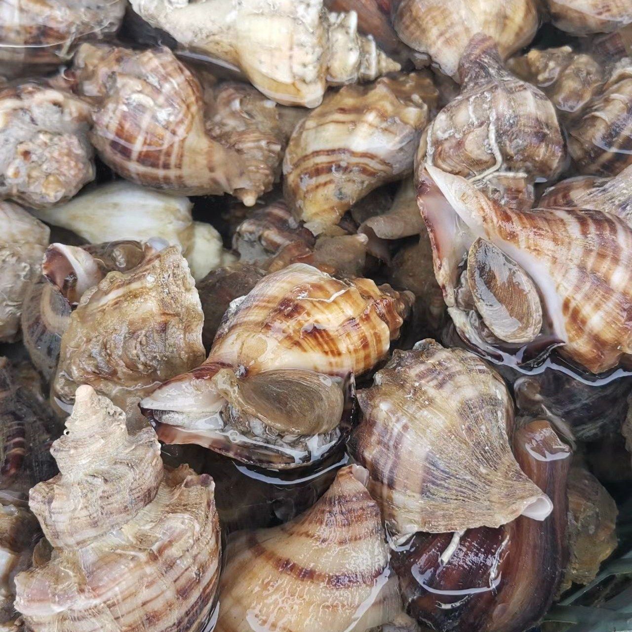 鲜活大海螺1斤(3-4个/1斤)味道鲜美肉嫩Q弹，需要几斤拍几斤