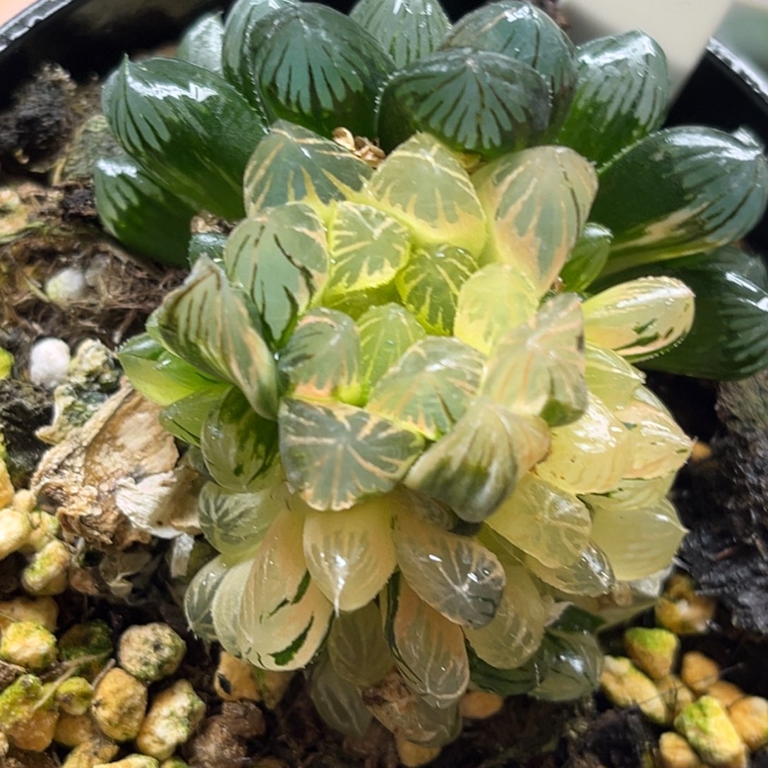 34群生龙爪玉露锦（一头糊斑）福利专场
