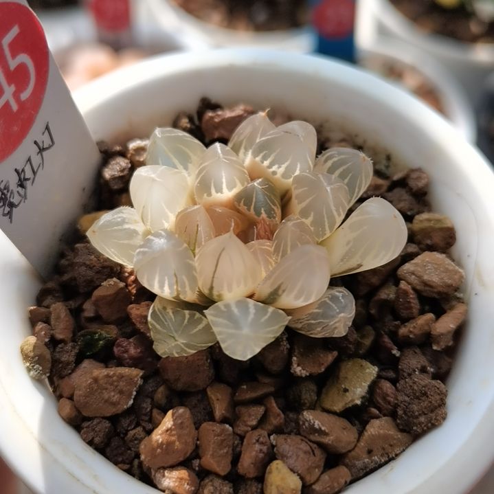 245号霓虹灯糊斑一物一拍带盆土发货