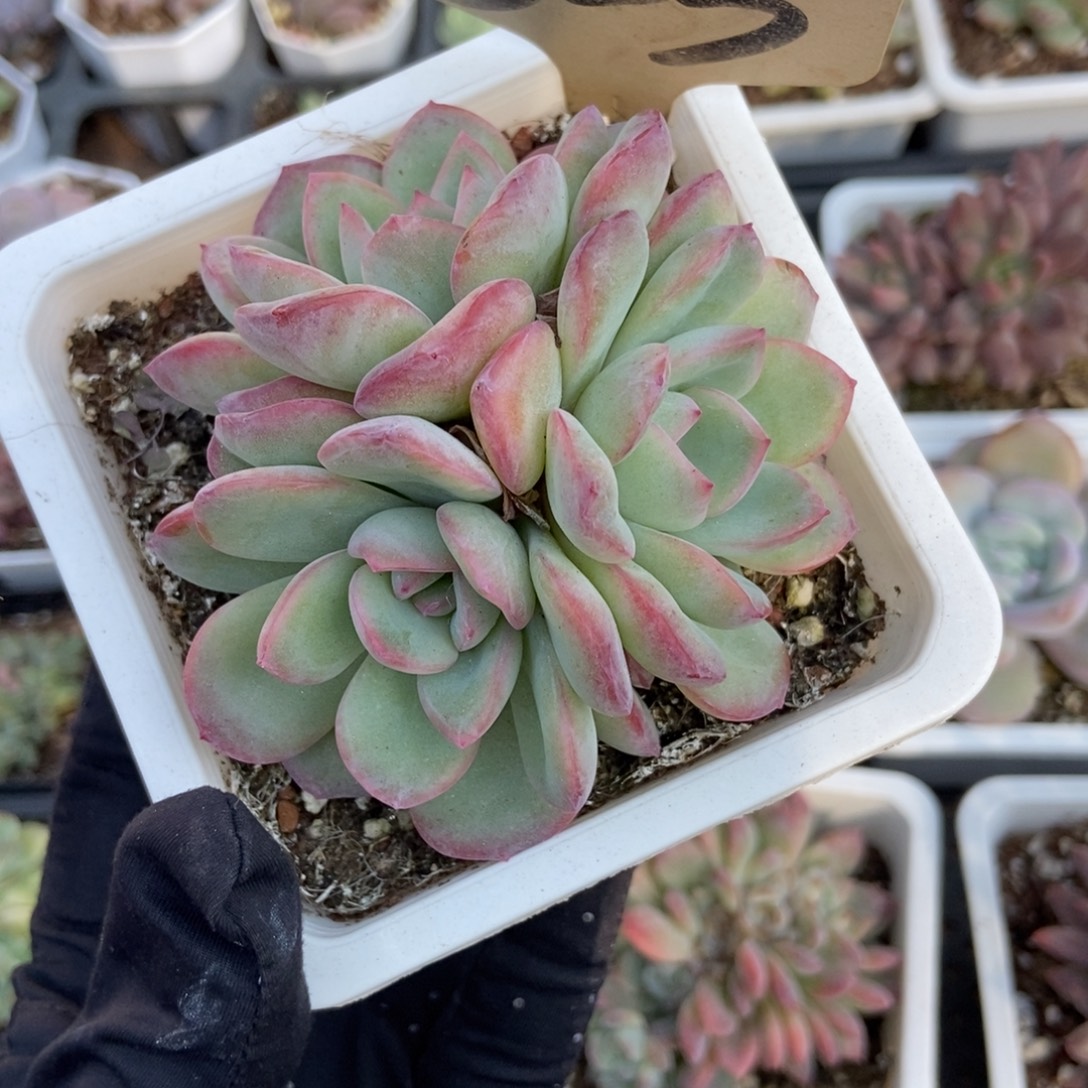 523泡芙多肉植物多肉