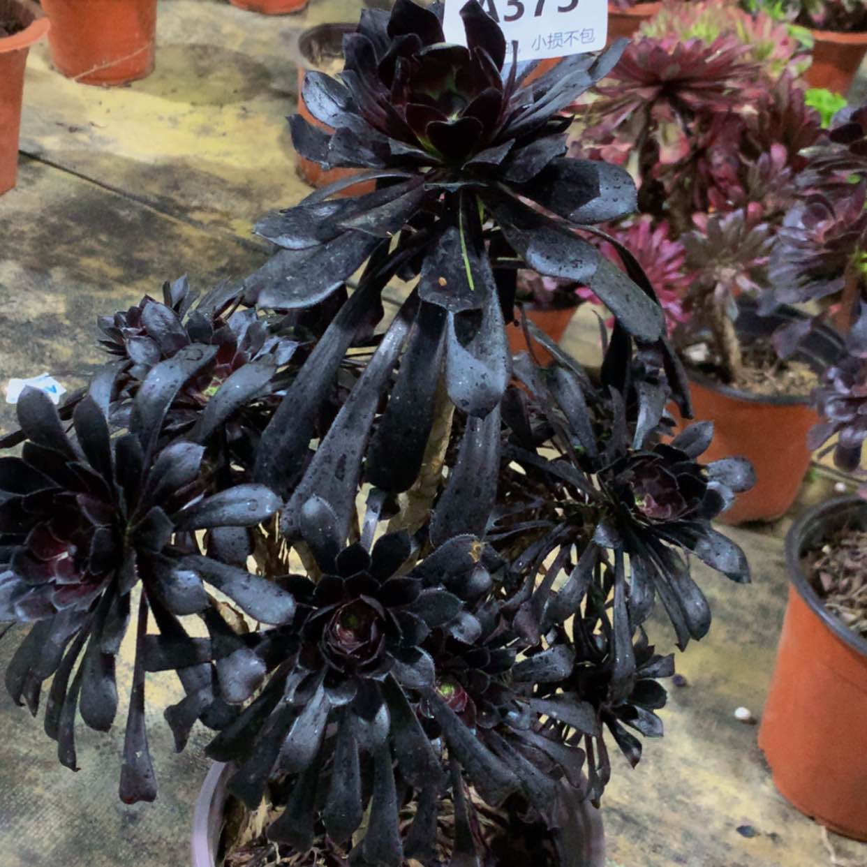 【闪购商品】373魔法多肉