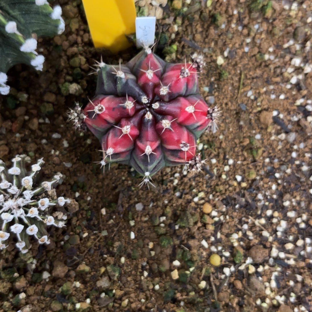 131-1227泰国发货多肉