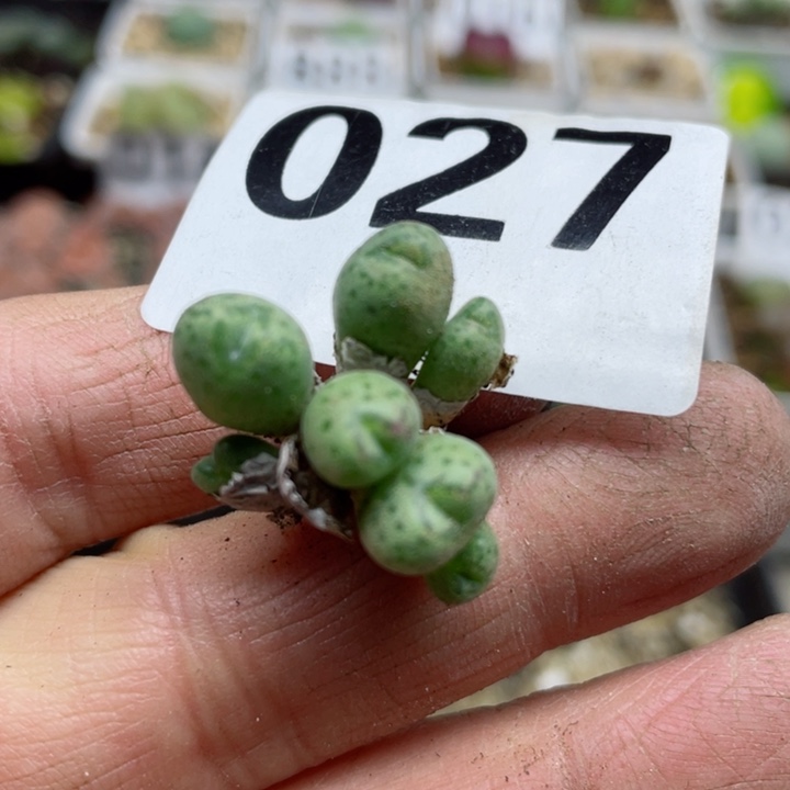 027草莓群7头l l l