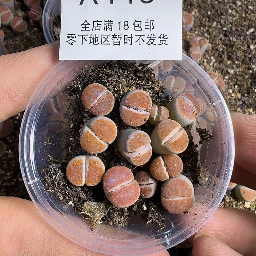 A440 哈哈哈哈哈哈