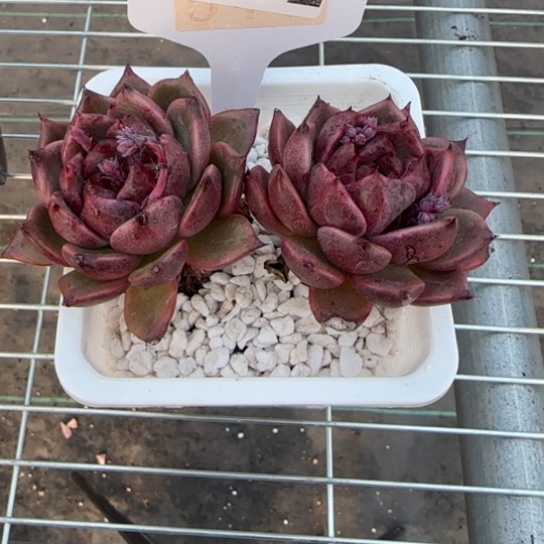 62黑水晶一物一拍多肉