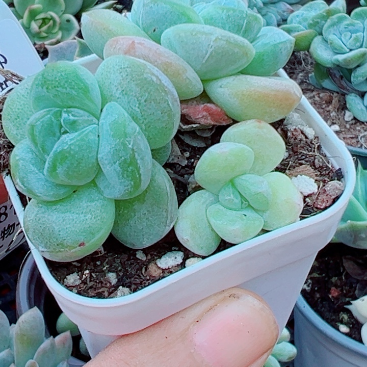 冰玉石话锦多肉植物49