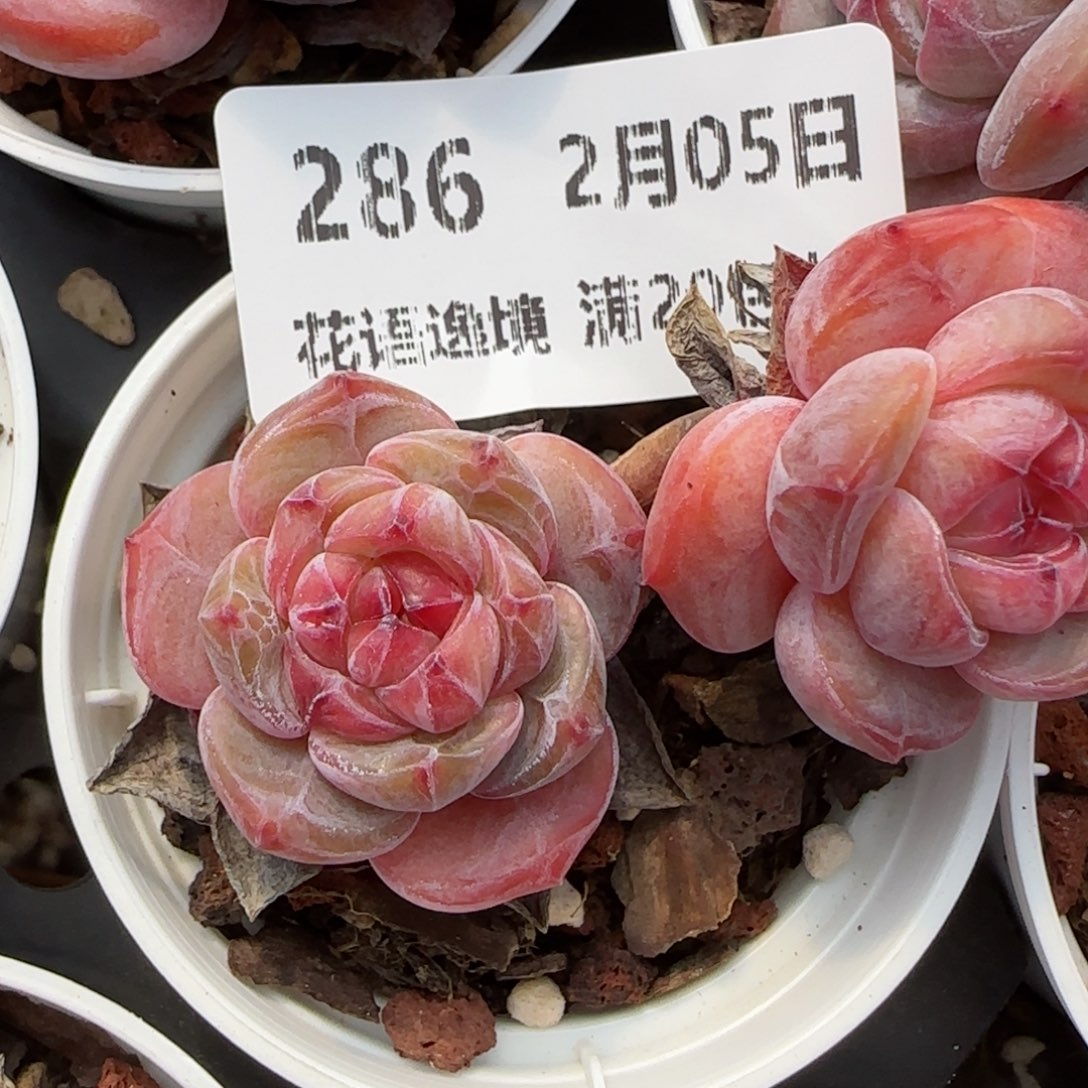 花语逸镜0205-286