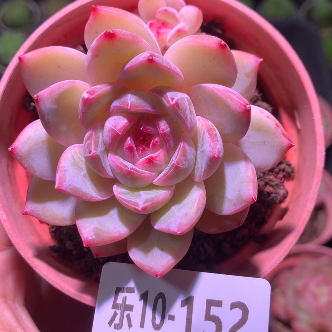 乐然10-152 新品 不包整