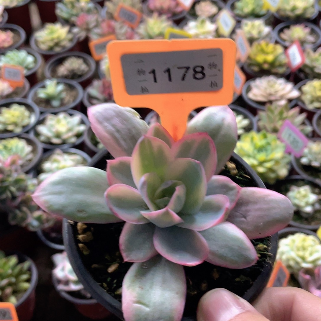 用***21178号多肉植物盆栽