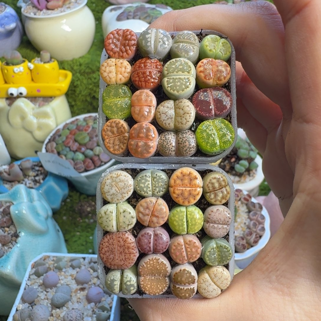 多肉葡萄的味道746