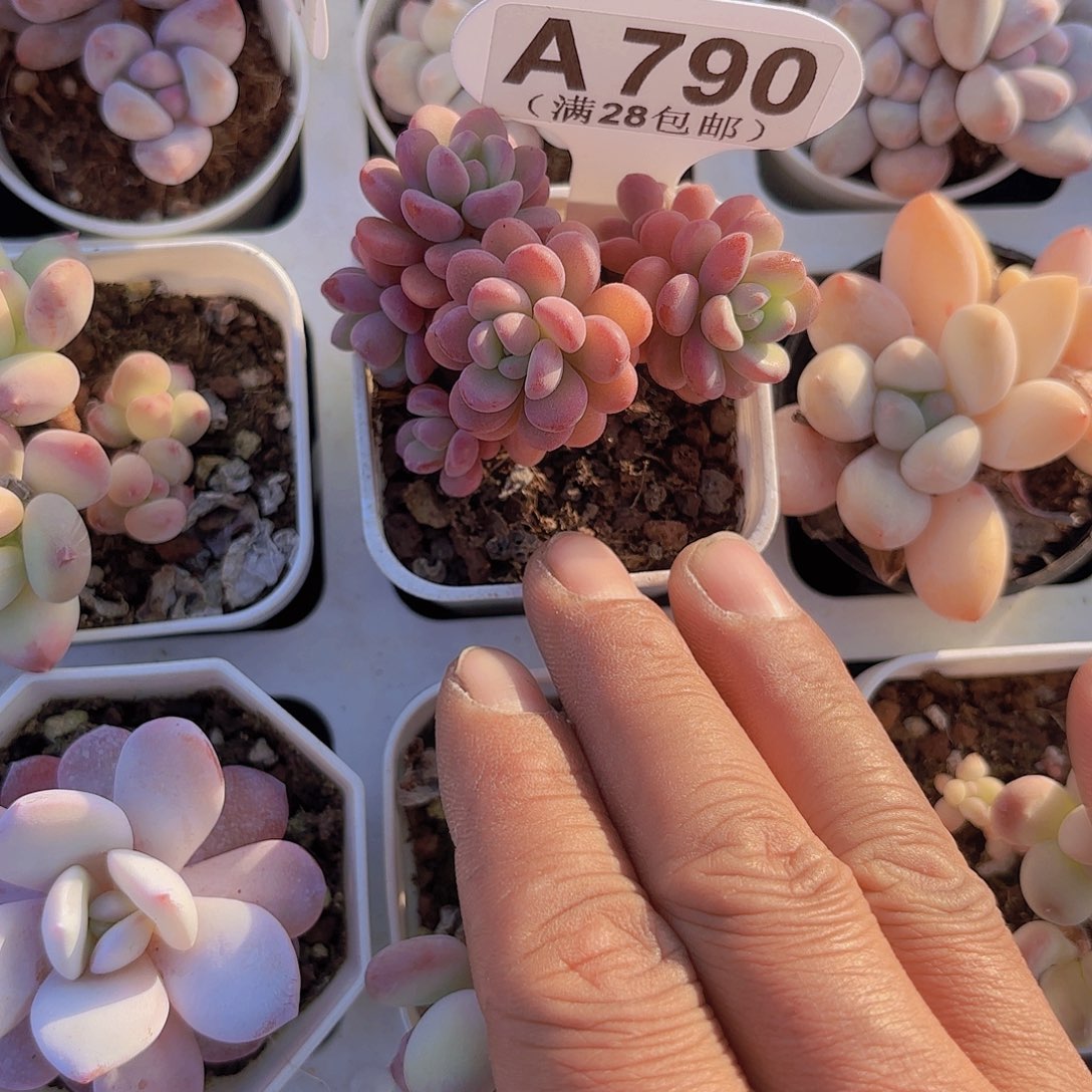 A790天线宝宝一物一拍