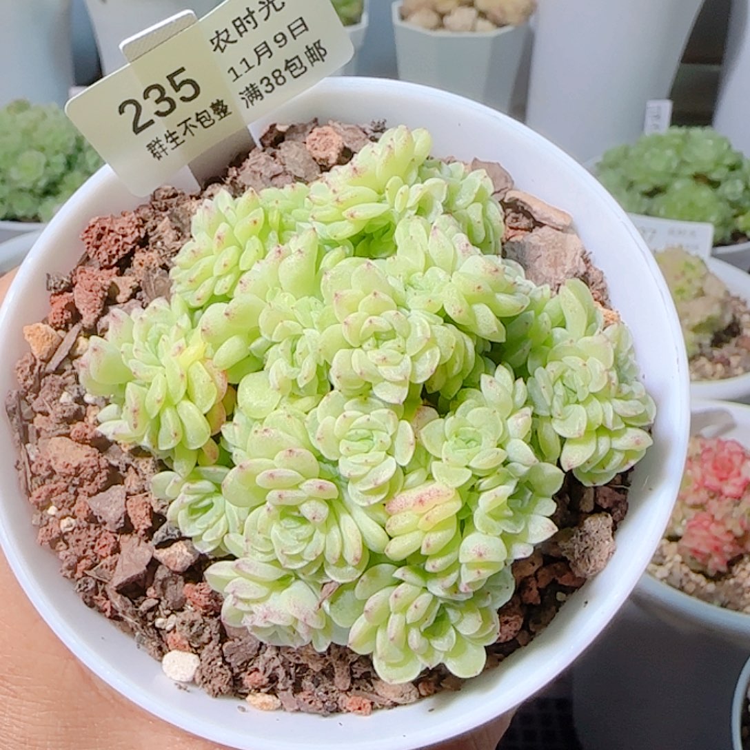 安****1109-235ht-3麦杆