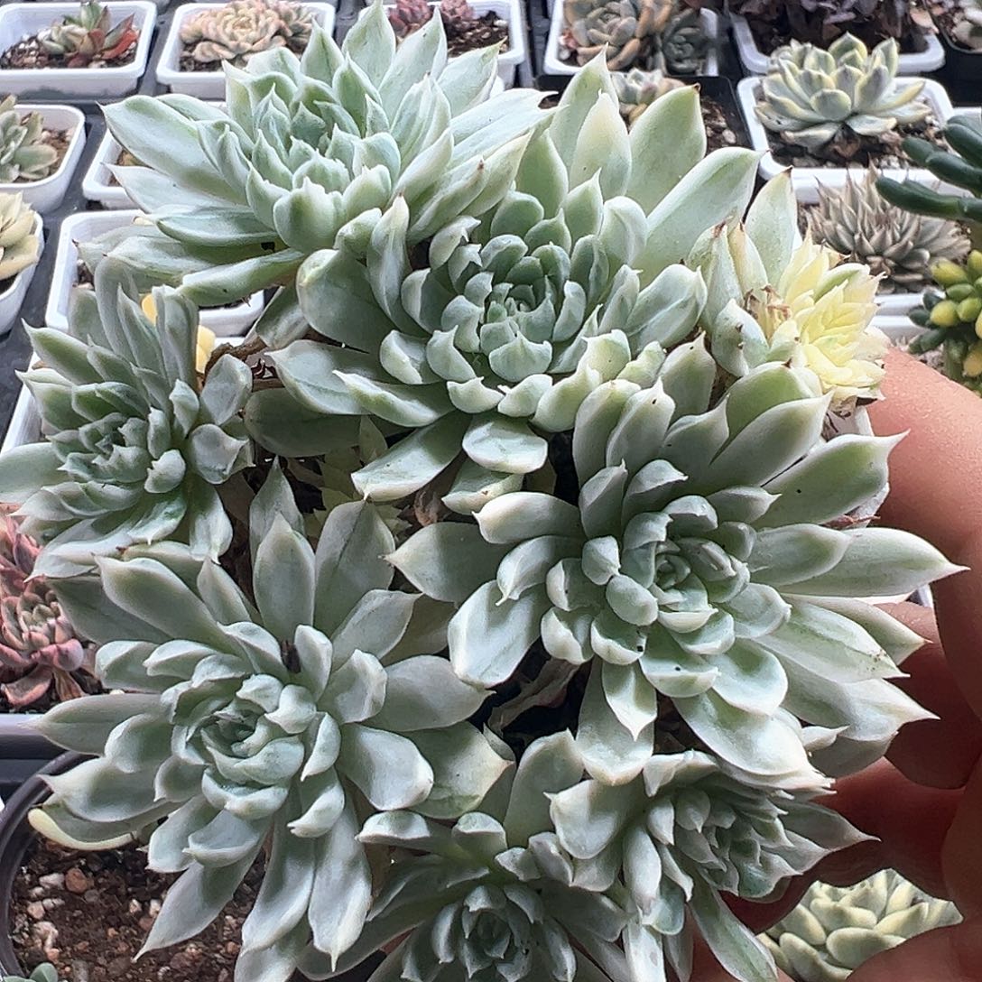 玉影锦群 小方花圃一物一拍