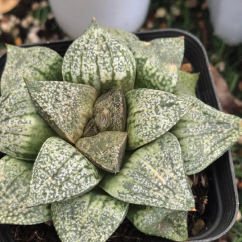 陈*君白银寿多肉植物盆栽
