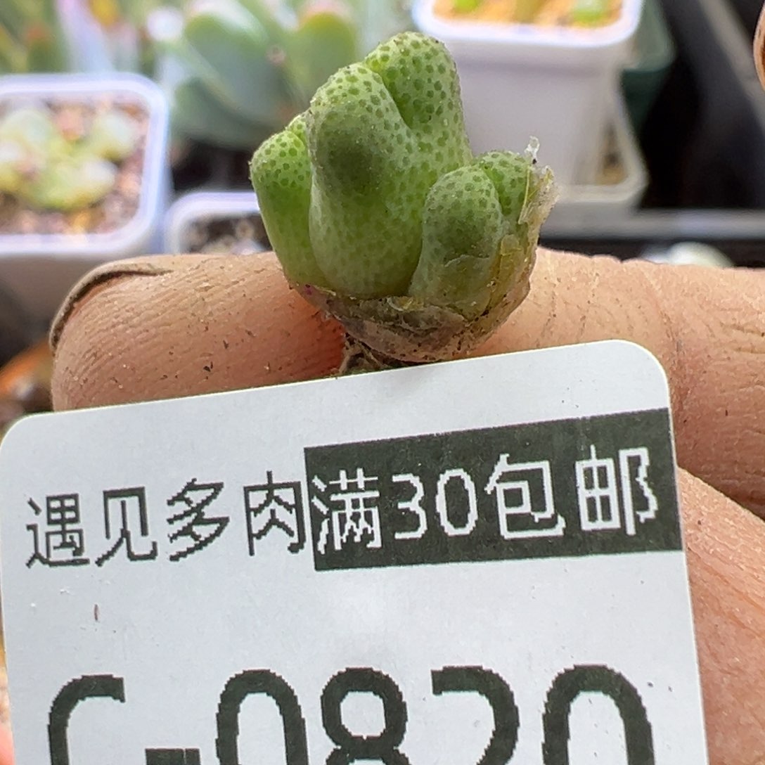 多肉植物11111111111111