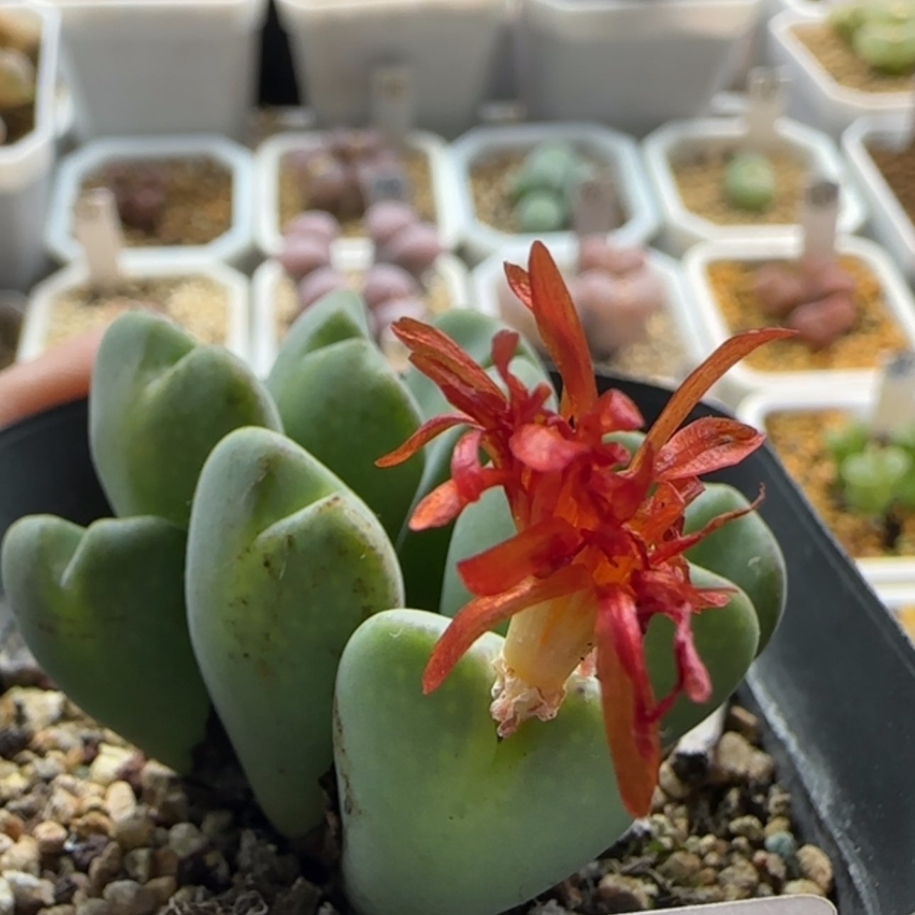 【闪购商品】20599   