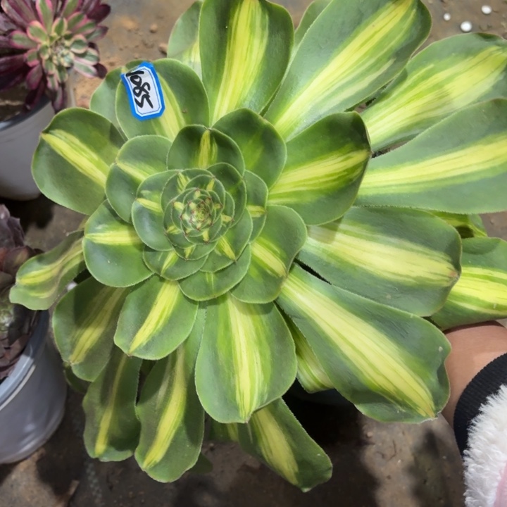 暴君1085一物一拍多肉