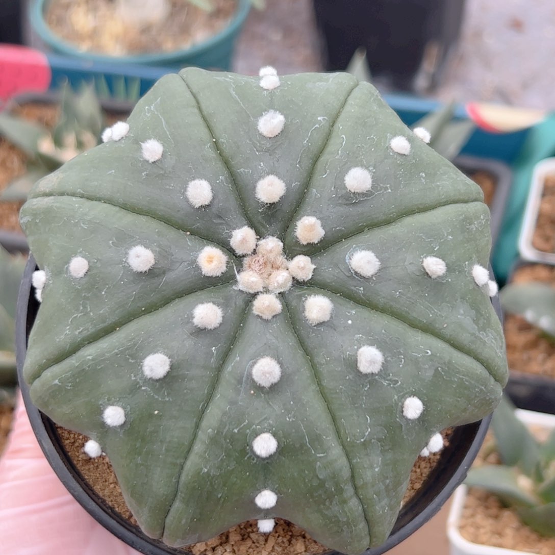 实生 海星兜仙人球