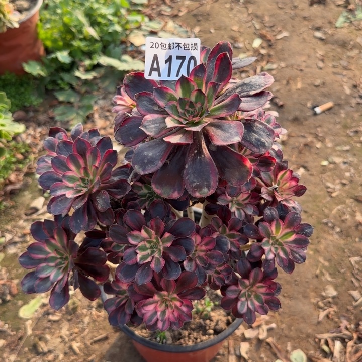 丽娜……多肉植物……