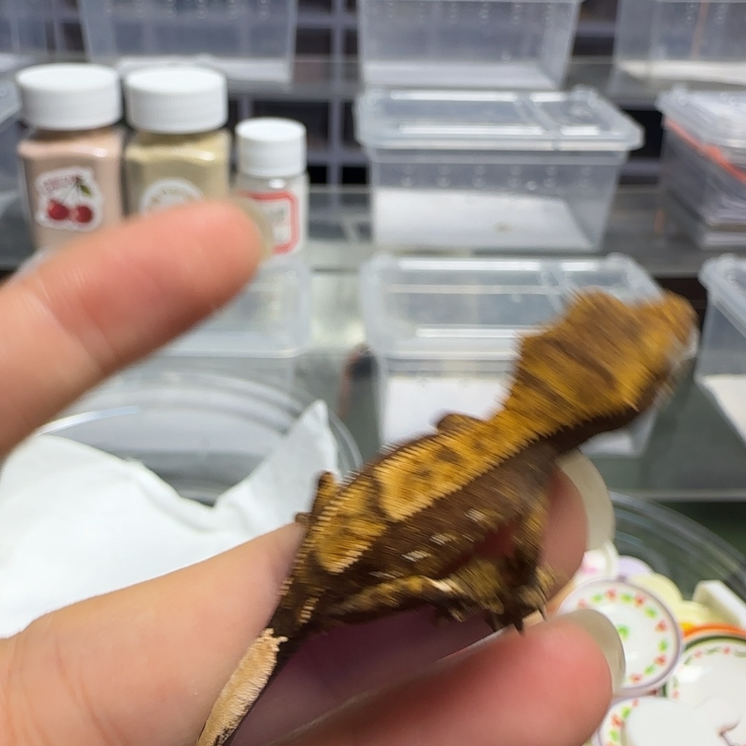 睫角守宫睫角守宫大幼