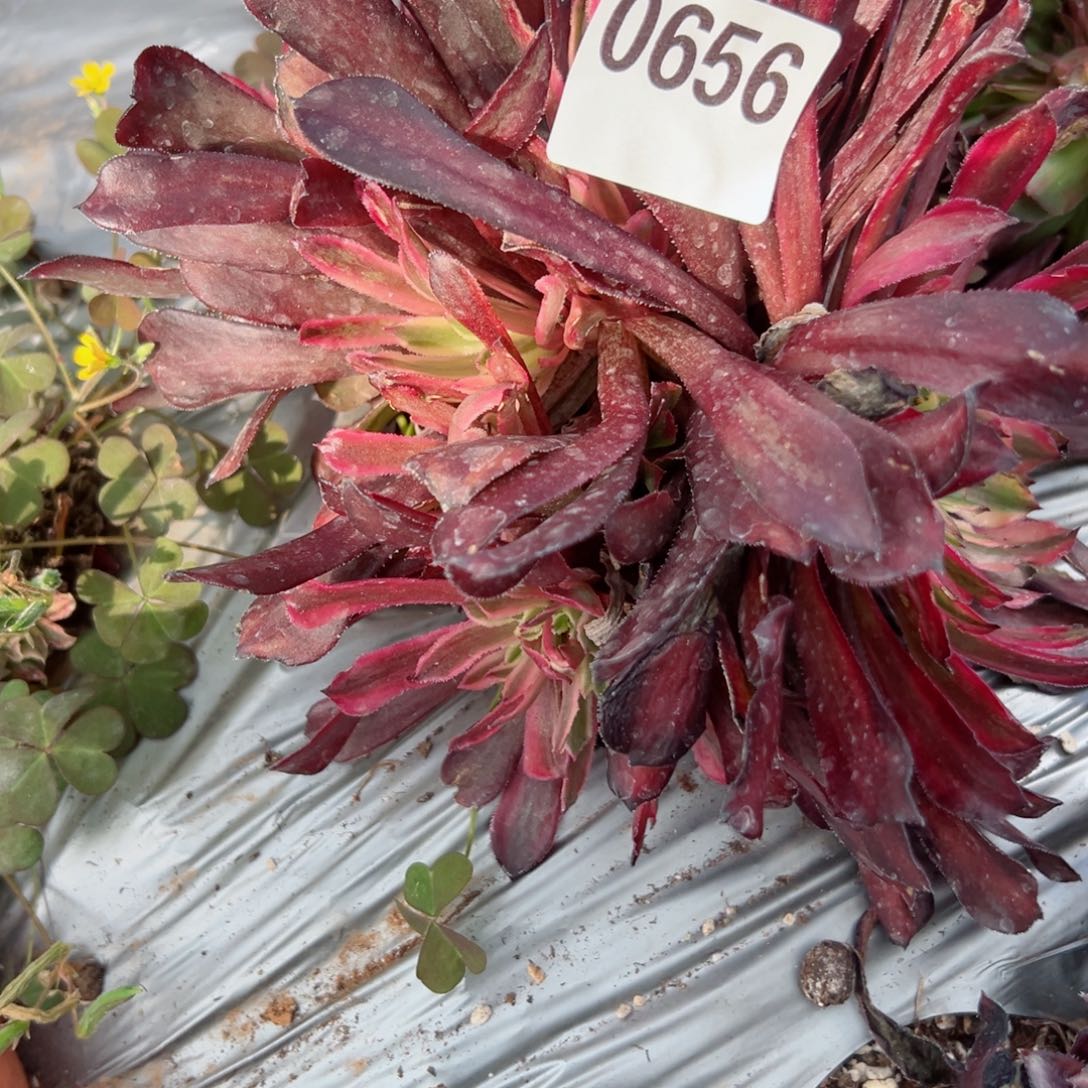 656 号多肉植物法师新年福利