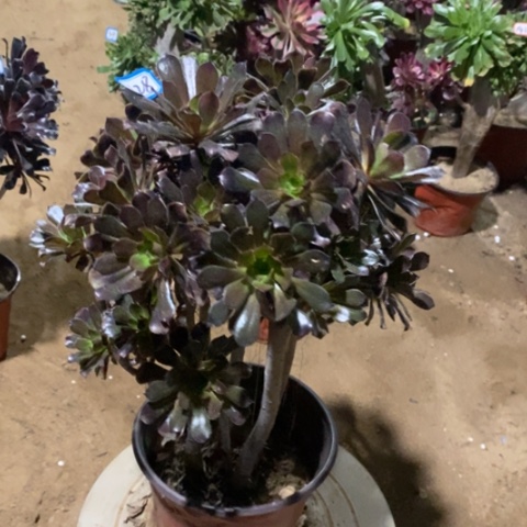 灰朵朵砍过一物一拍