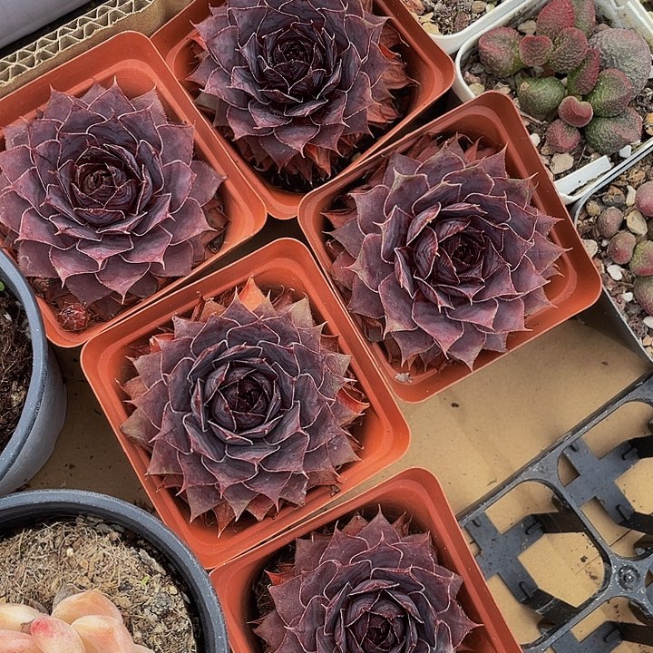 紫黑色长生草带盆土发