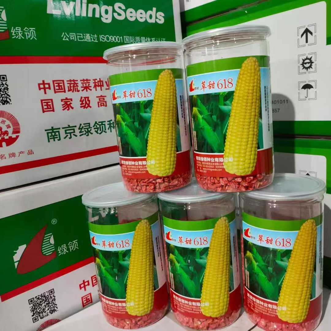 国审萃甜618鲜食黄水果玉米早熟高产抗病水果玉米种子
