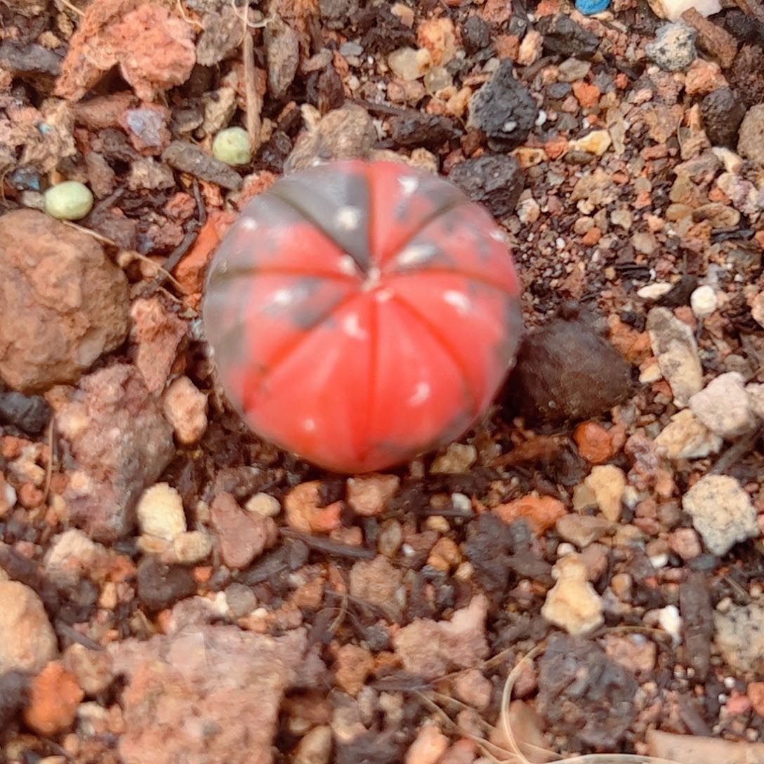 实生 兜锦仙人球