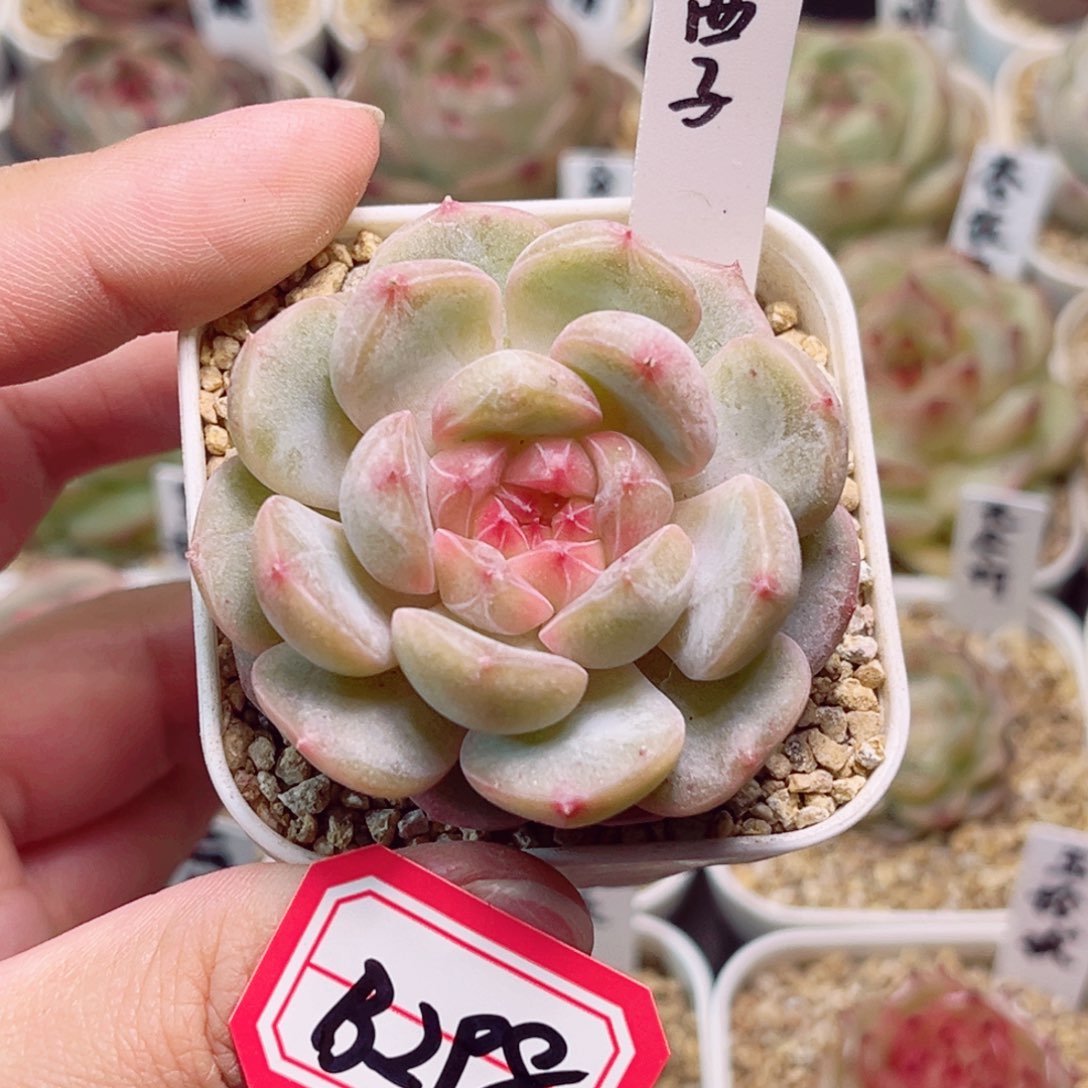 B298一物一拍 西子