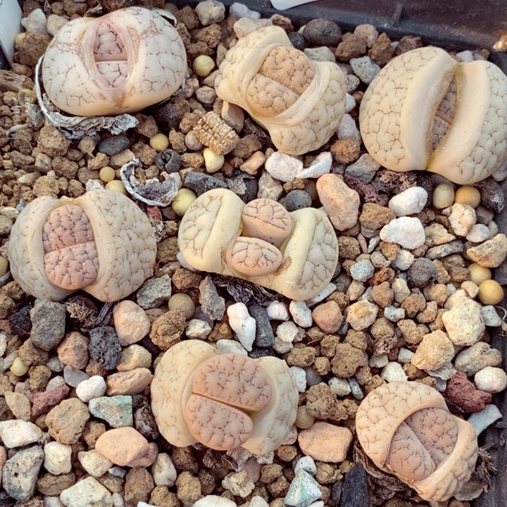 我是一只小小鸟地域鬼的763