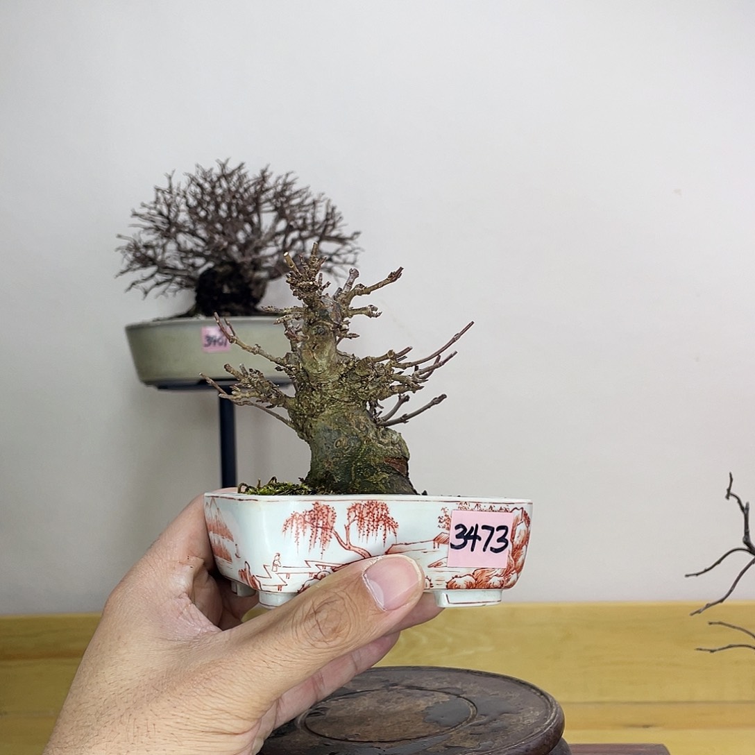 木本矮霸唐枫盆栽