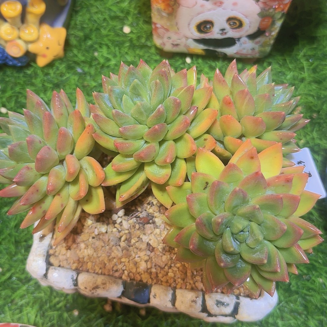 无花朵红蛋老桩一物一拍